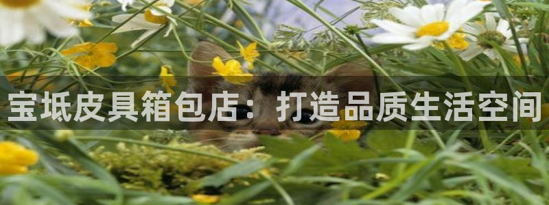 娱乐小卧龙